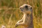 USA, Colorado, Arapaho National Wildlife Refuge. White-tailed prairie dog  close-up. Art Print